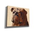 Bulldog  by Thomas Fluharty, Canvas Wall Art Online Hot Sale