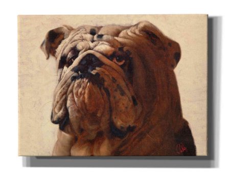 Bulldog  by Thomas Fluharty, Canvas Wall Art Online Hot Sale