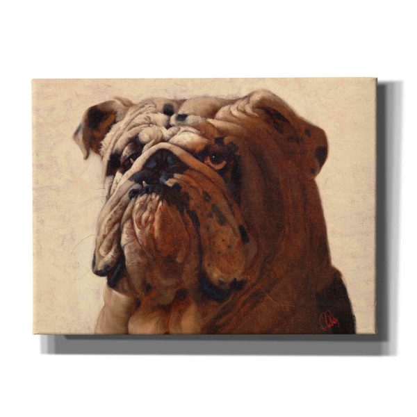 Bulldog  by Thomas Fluharty, Canvas Wall Art Online Hot Sale